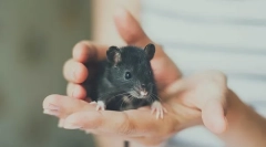 Cât de mult este șobolanul acasă